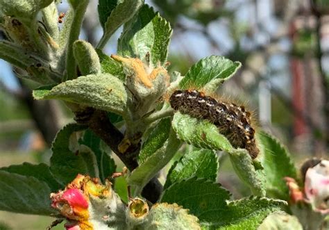 Browntail Moths Gave Me a Painful and Itchy Rash .